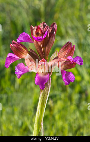 Orchidée Anacamptis papilionacea (papillon), Monteleone, Sardaigne, Italie Banque D'Images