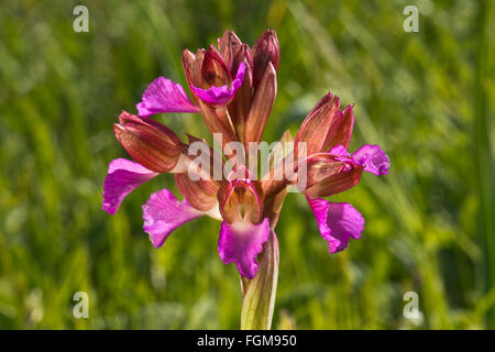 Orchidée Anacamptis papilionacea (papillon), Monteleone, Sardaigne, Italie Banque D'Images