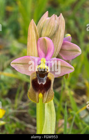 Tenthrèdes orchid (Ophrys tenthredinifera), l'Argentiera, Sardaigne, Italie Banque D'Images