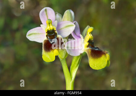 Tenthrèdes orchid (Ophrys tenthredinifera), Masua, Sardaigne, Italie Banque D'Images