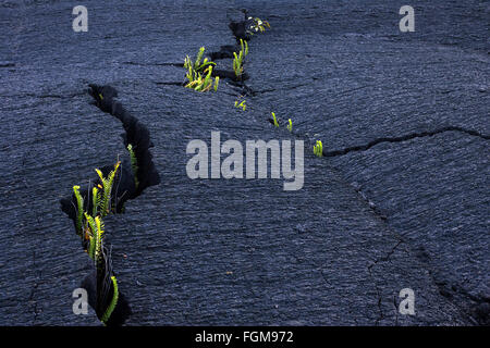 Les plantes, fougères poussant hors de fissures dans la lave, de la pointe de la table, Réunion, France Banque D'Images