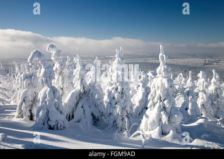 Arbres couverts de neige, hiver, forêt Fichtelberg, Monts Métallifères, Saxe, Allemagne Banque D'Images