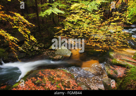 Petit ruisseau dans paysage tranquille de forêt d'automne dans les montagnes Banque D'Images