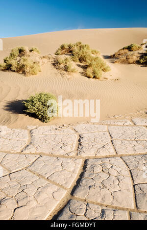 Télévision Mesquite Sand Dunes in Death Valley National Park, Californie Banque D'Images