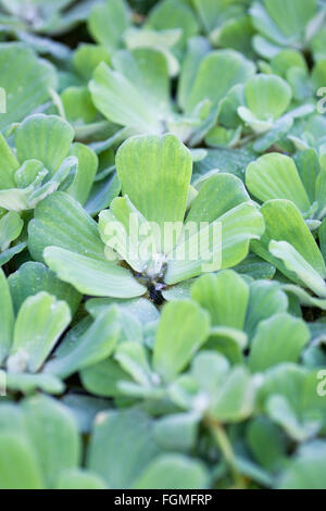 Pistia stratiotes. La laitue d'eau couvrant un bassin d'agrément. Banque D'Images