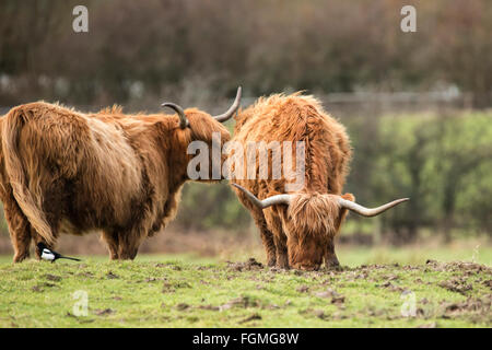 Belle Scottish Highland Cattle Grazing in field Banque D'Images