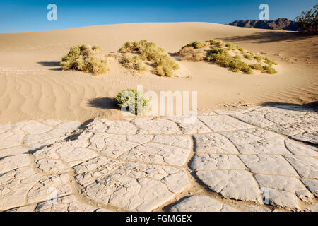 Télévision Mesquite Sand Dunes in Death Valley National Park, Californie Banque D'Images