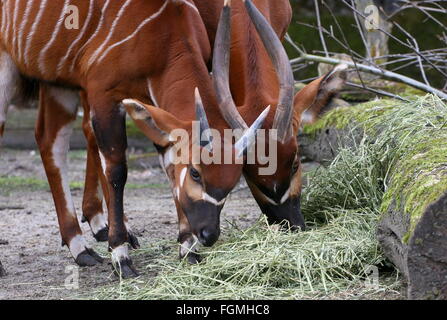 Nourrir les hommes et les femmes d'Afrique de l'est l'antilope Bongo Tragelaphus eurycerus Isaaci () - Zoo Burger, Arnhem, Pays-Bas Banque D'Images