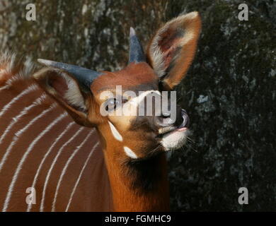 Les jeunes de l'Afrique de l'antilope Bongo masculins (Tragelaphus eurycerus Isaaci), gros plan de la tête, faisant face à l'appareil photo Banque D'Images