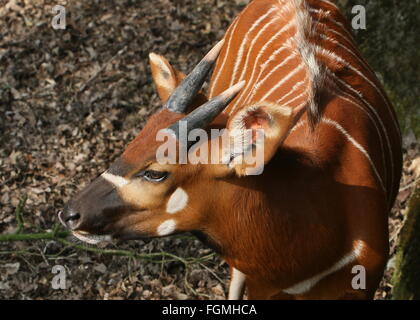 L'Afrique de l'antilope Bongo masculins (Tragelaphus eurycerus Isaaci), gros plan de la tête Banque D'Images