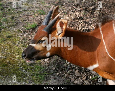 Les jeunes de l'Afrique de l'antilope Bongo masculins (Tragelaphus eurycerus Isaaci), gros plan de la tête, vu de profil Banque D'Images