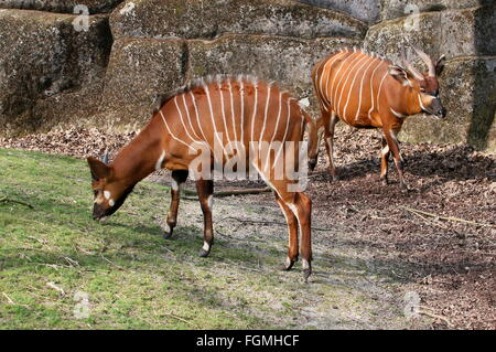 Hommes et femmes d'Afrique de l'est l'antilope Bongo Tragelaphus eurycerus Isaaci () Banque D'Images