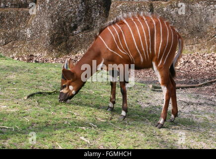 L'Afrique de l'antilope Bongo masculins (Tragelaphus eurycerus Isaaci), gros plan de la tête Banque D'Images