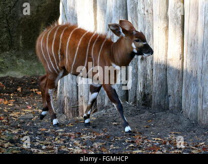 Les jeunes de l'Afrique de l'antilope Bongo masculins (Tragelaphus eurycerus Isaaci), zoo Burger, Arnhem, Pays-Bas Banque D'Images