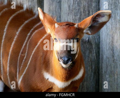 Les jeunes de l'Afrique de l'antilope Bongo masculins (Tragelaphus eurycerus Isaaci), gros plan de la tête Banque D'Images