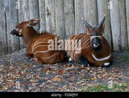 L'Afrique de l'antilope femelle Bongo Tragelaphus eurycerus Isaaci) (avec son jeune veau, zoo Burger, Arnhem, Pays-Bas Banque D'Images