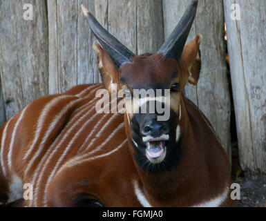 L'Afrique de l'antilope femelle Bongo Tragelaphus eurycerus Isaaci (gros plan), de la tête en mangeant Banque D'Images