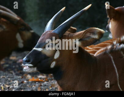 L'Afrique de l'antilope femelle Bongo Tragelaphus eurycerus Isaaci (gros plan), de la tête Banque D'Images