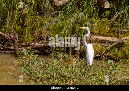 Grande Aigrette (Ardea alba) reposant sur la rive du fleuve Santarem Brésil Banque D'Images