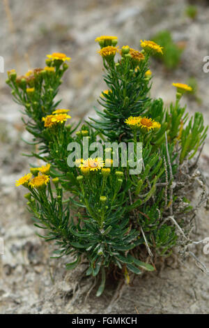 (Inula crithmoides samphire doré). Une fleur jaune dans les zones côtières de la famille des marguerites (Asteraceae) Banque D'Images