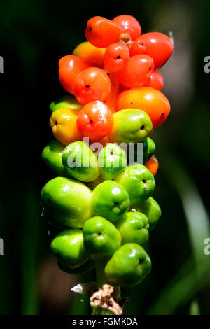 Lords-and-ladies (Arum maculatum). Petits fruits encore verts et mûrs sur cette plante commune dans la famille Araceae, passant du vert au rouge Banque D'Images