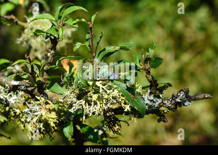 Prunellier (Prunus spinosa) dans les fruits avec le lichen. Arbuste épineux de la famille des rosacées (Rosaceae) avec des prunelles vertes Banque D'Images