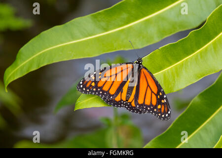 Papillon Monarque Danaus plexippus au Butterfly Estates à Fort Myers en Floride Banque D'Images