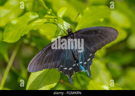 Pipevine Swallowtail butterfly battus philenor au Butterfly Estates à Fort Myers en Floride Banque D'Images