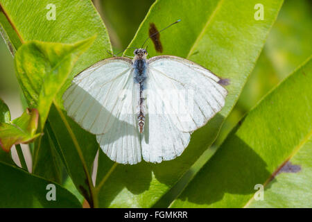 Grand Sud Ascia monuste papillon blanc au Butterfly Estates à Fort Myers en Floride Banque D'Images