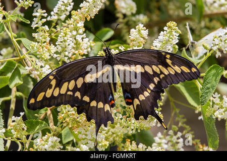 Giant Swallowtail butterfly Papilio cresphontes au Butterfly Estates à Fort Myers en Floride Banque D'Images