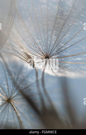 La dispersion des graines de pissenlit graines horloge cadre rond blanc et les graines de la tête contre le ciel bleu et le feuillage vert Banque D'Images