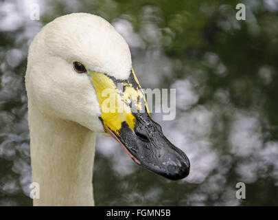 Portrait d'un cygne Banque D'Images