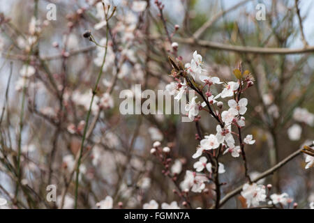 Détail de floraison des fleurs de cerisier sauvage d'aplomb en février le début de printemps retour éclairées par le soleil soleil Banque D'Images