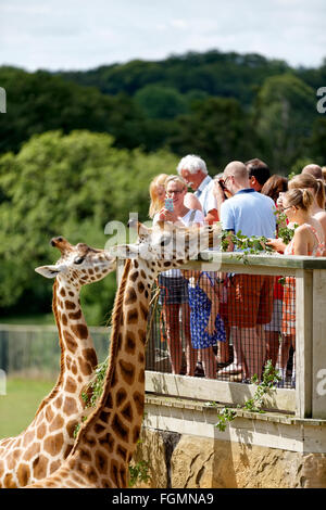 Alimentation visiteurs girafes à Longleat Safari & Adventure Park dans le Wiltshire, Royaume-Uni. Banque D'Images