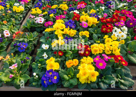 Primrose et Polyanthus plantes à vendre dans un centre jardin au printemps. Banque D'Images