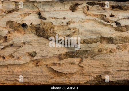 Terrier chambres dans dead Cherry Tree Trunk exposés à révéler et ver bois beetle burrows chambres latérales branché avec les déjections Banque D'Images