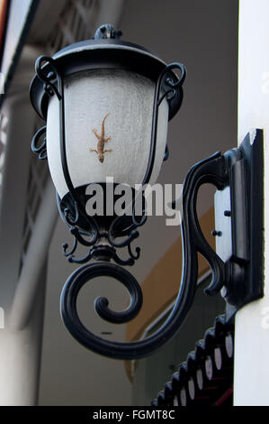 À queue plate Tropical House Gecko, Hemidactylus platyurus, sur verre blanc à décor de courbe noire metal sur mur blanc bui Banque D'Images