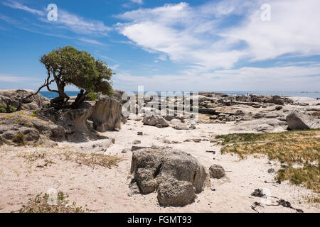 La plage de Camps Bay, Cape Town, Afrique du Sud Banque D'Images