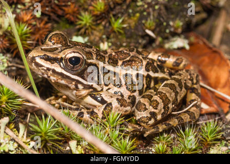 Grenouille des marais, Lithobates palustris, assis parmi la mousse sur le sol de la forêt, le parc provincial Frontenac, Ontario, Canada Banque D'Images