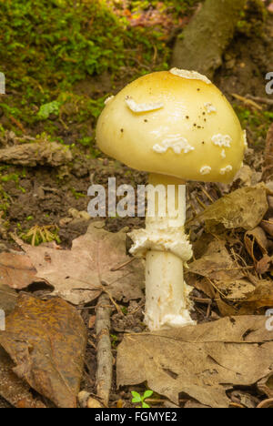 Bijou cloutés amanita, Amanita gemmata, grandissant dans la litière de feuilles, zone de conservation Little Cataraqui, Ontario, Canada Banque D'Images