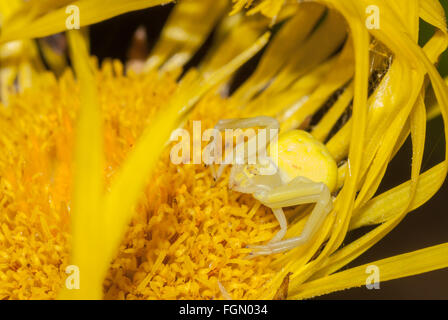 Houghton, Misumena vatia araignée crabe, à l'affût, sur une grande aunée, Inula helenium fleur. Banque D'Images