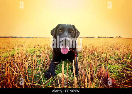 Happy black labrador jouant sur le terrain. Image animaux. Banque D'Images