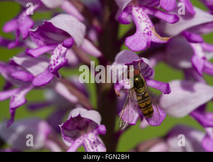 Hoverfly se frayant sur une orchidée militaire (Orchis militaris) dans le Buckinghamshire, Angleterre, Royaume-Uni, en mai ou au printemps Banque D'Images