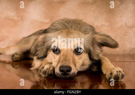 Cute dog portrait Banque D'Images