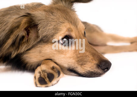 Cute dog portrait Banque D'Images