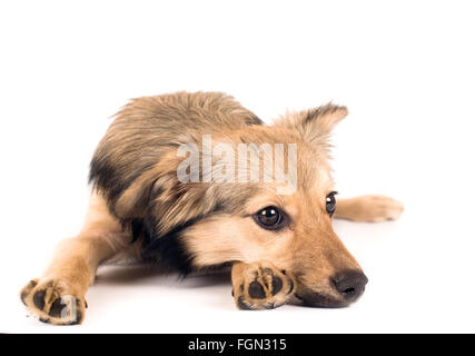 Cute dog portrait Banque D'Images