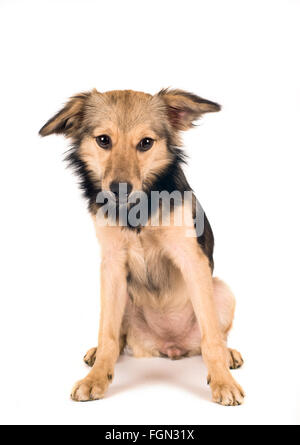 Cute dog portrait Banque D'Images