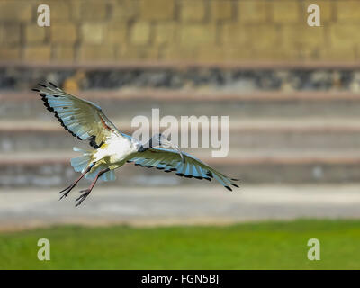 Ibis à tête noire Banque D'Images