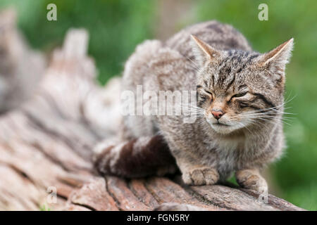 Scottish Wildcat wildcat la seule espèce indigène en Grande-Bretagne et, selon certains, plus en danger que le tigre de Sibérie Banque D'Images