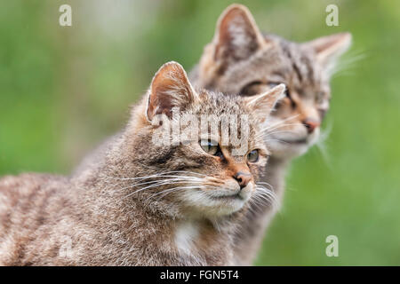 Scottish Wildcat wildcat la seule espèce indigène en Grande-Bretagne et, selon certains, plus en danger que le tigre de Sibérie Banque D'Images